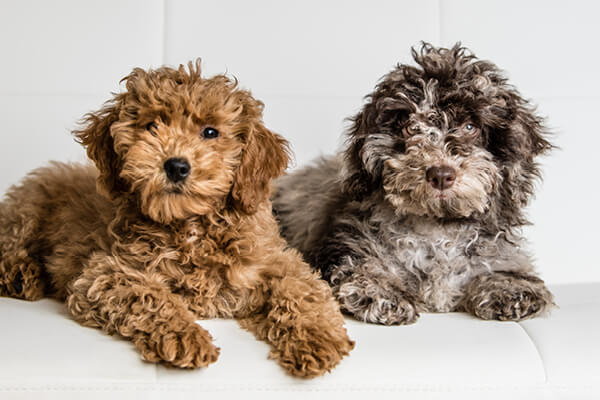 Which couch for dogs ?