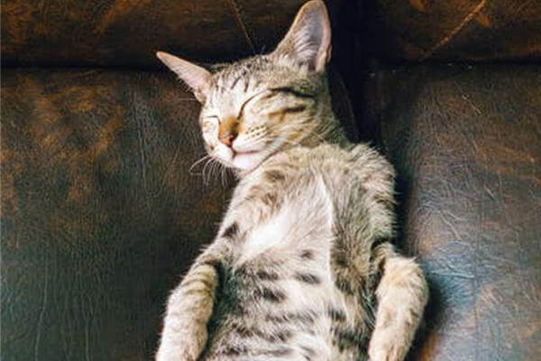 Which couch for cats?